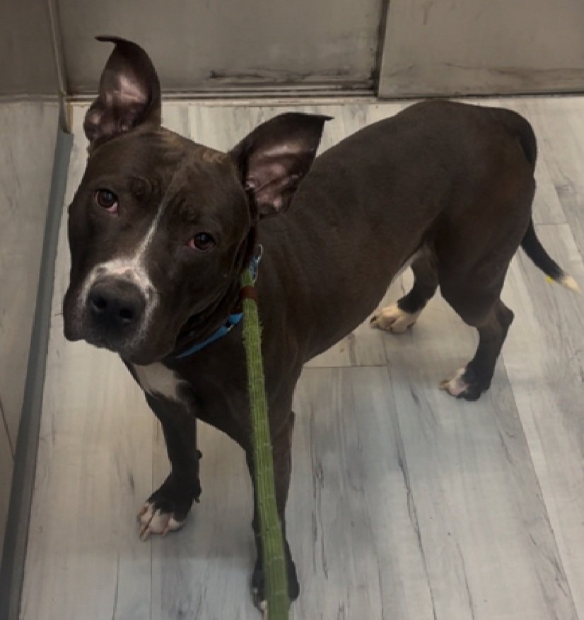 MyBoxerLuvMac1's tweet image. 💔Rey💔 
▪️Relisted TBK💉 
▪️Only 165 Pledges !
#NYCACC #212514 5y

Underweight w/wound on L carpus
Has been highly fearful in care
Needs all adult home 
Rey needs a hero, is it you? 

DM @notthesameone2
#Pledge4ResQ
💕Rey
nycacc.app/browse/212514