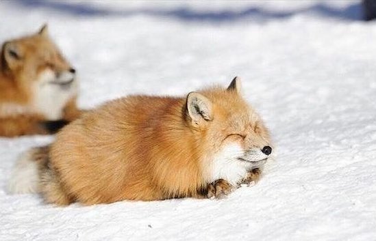 After years of research our thesis remains the same.

Pokémon Tetris Sega Dildo

$PTSD