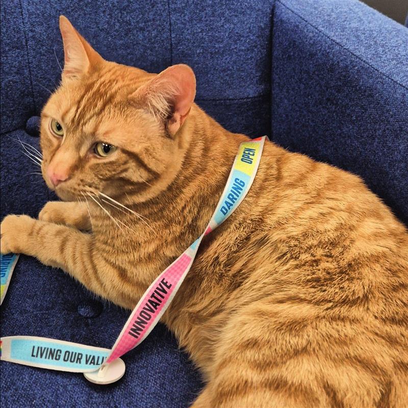 Royal Holloway Careers are back on Twitter! But most importantly, we need to introduce our new Careers CatBassador - Cheese otherwise known as Jack.. He'll be open for appointments to help you Purr-fect your CV and Interview skills and Pawsitively support your career journey!