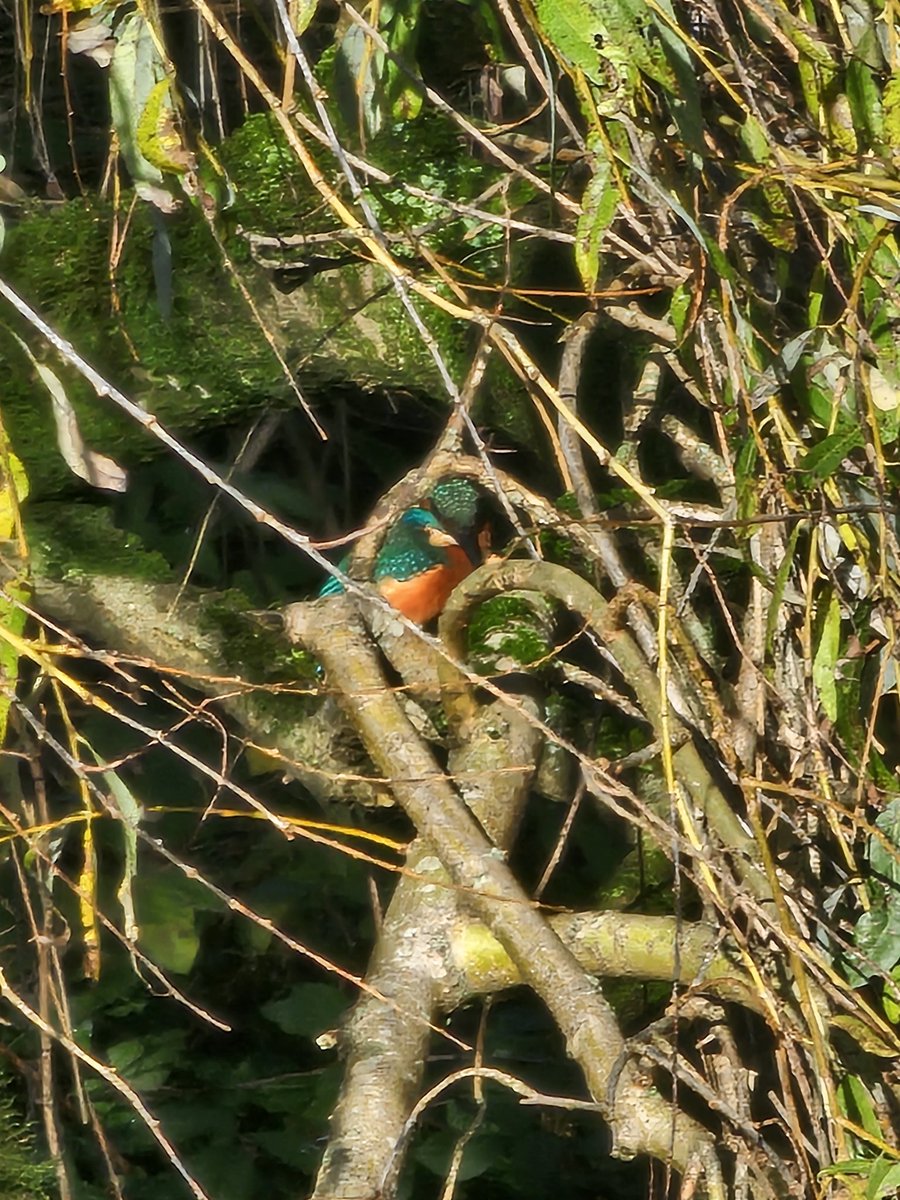 JJ199742's tweet photo. Saw a kingfisher yesterday https://t.co/1wmGhabXBW
