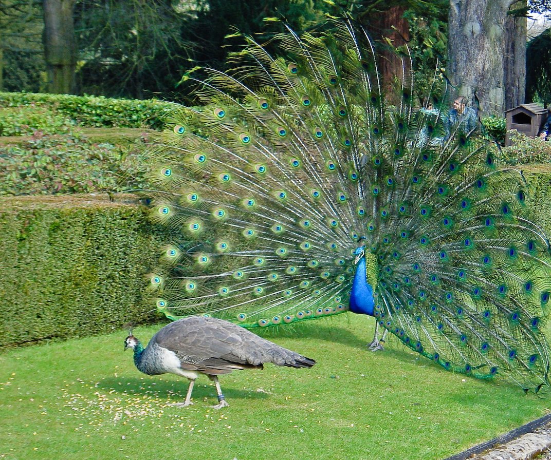 Lewis Halsey (@lewis_halsey) on Twitter photo We investigated why, for over 150 years, zoologists have reported males of species to be more varied (intra-individually) than females. Is it simply because, most commonly, the male of a species is bigger? doi.org/10.1098/rsbl.2…
Video: youtu.be/615YvavevQE
<a href="/BiologyLetters/">BiologyLetters</a> We investigated why, for over 150 years, zoologists have reported males of species to be more varied (intra-individually) than females. Is it simply because, most commonly, the male of a species is bigger? doi.org/10.1098/rsbl.2…
Video: youtu.be/615YvavevQE
<a href="/BiologyLetters/">BiologyLetters</a>