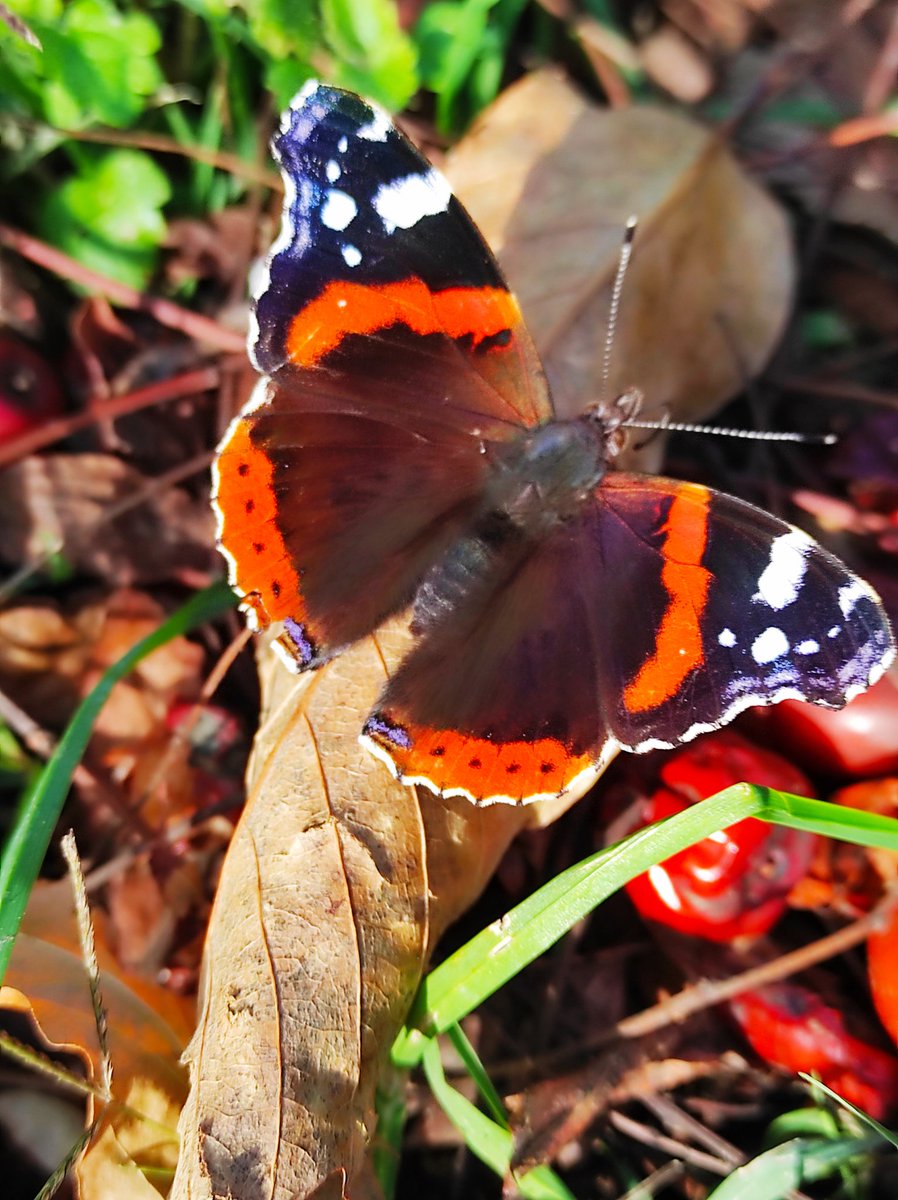 gianni_runco's tweet photo. Vanessa atalanta, la farfalla che supera l'inverno. E' uno dei pochi lepidotteri che riesce a sopravvivere alla stagione fredda e volare in pieno inverno. #venessa #Farfalle #batterfly #insetti #biodiversity #giardino #giardinodicasa #bellezza #autunno #lepidoptera #StopPesticidi https://t.co/kPgy3F7iAM