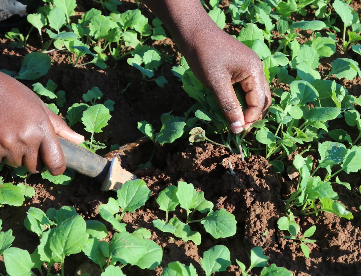 AAFC Canada tweet media