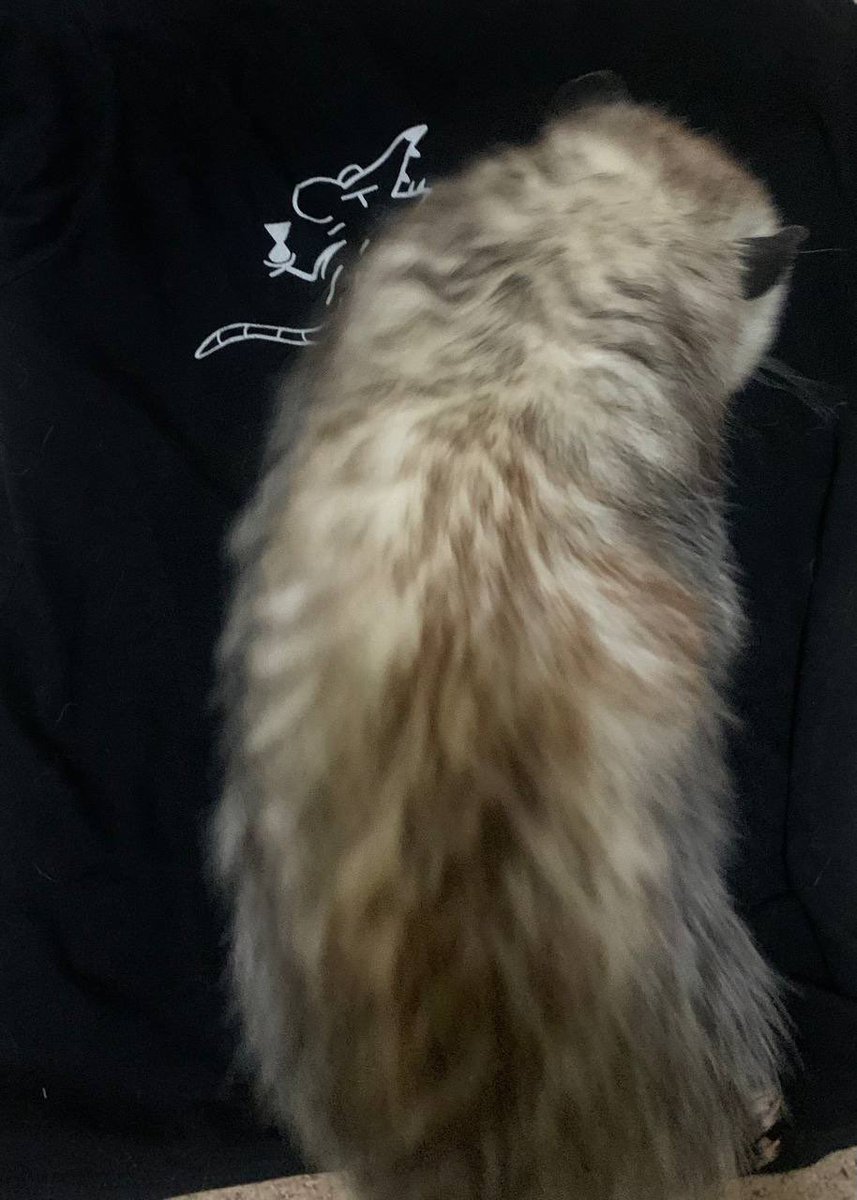 possumsofhazard's tweet image. Black Friday sale is live!!!

20% off site wide. Discounts automatically applied. Sale will last through Cyber Monday

possumsofhazard.bigcartel.com