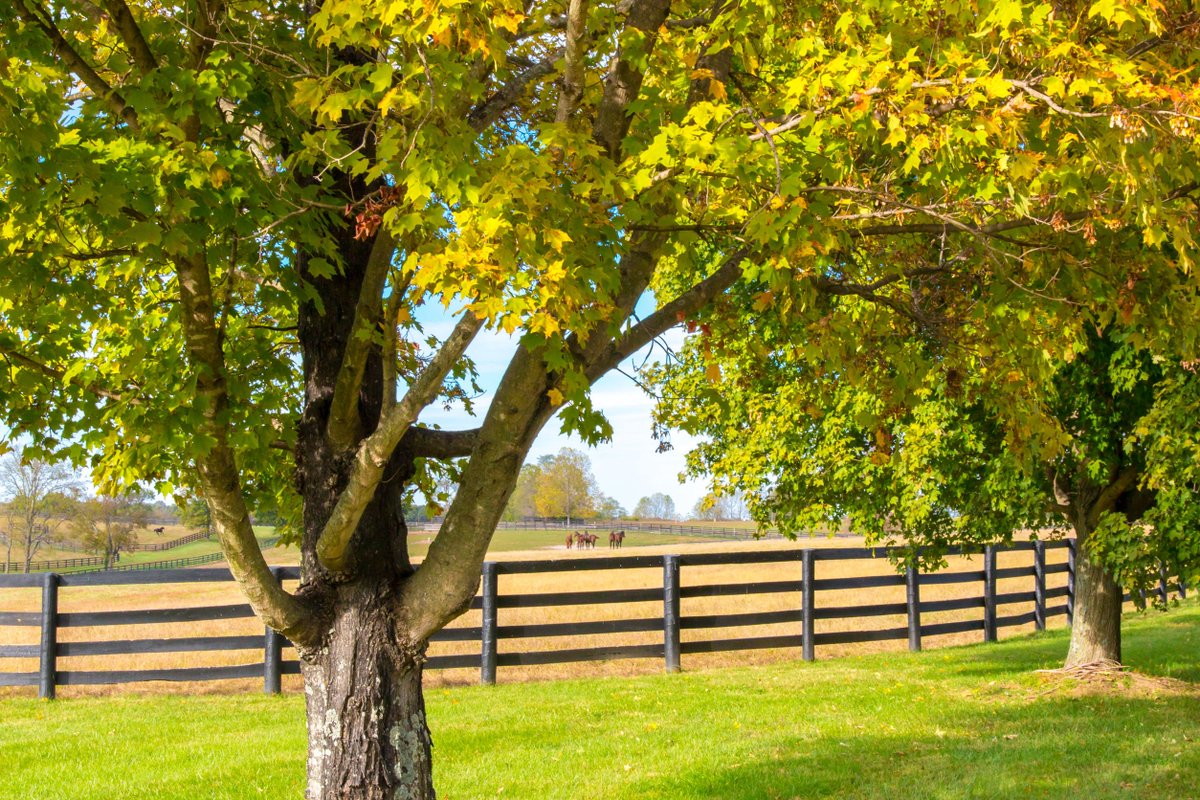 ArborEServices's tweet image. Protect your plants from pests and disease with our specialized plant healthcare services. Keep your landscape lush and healthy year-round. Contact us today at 402-909-5337 to schedule your consultation. 🌿🦋 #PlantHealthcare #TreeWellness