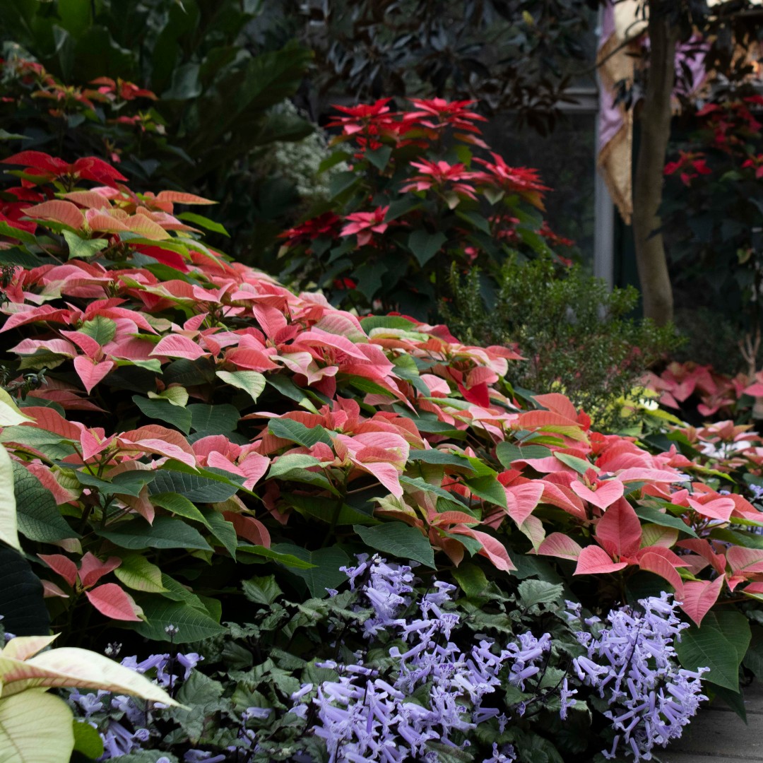 Lincoln Park Conservancy tweet media