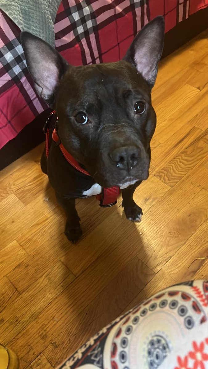 MIKE IS MISSING IN HARLEM: last seen at Lenox and 145th. If you've seen or found him please go here:
lostmydoggie.com/details.cfm?pe… and/or phone 877-818-0060 and PLEASE RT MIKE!