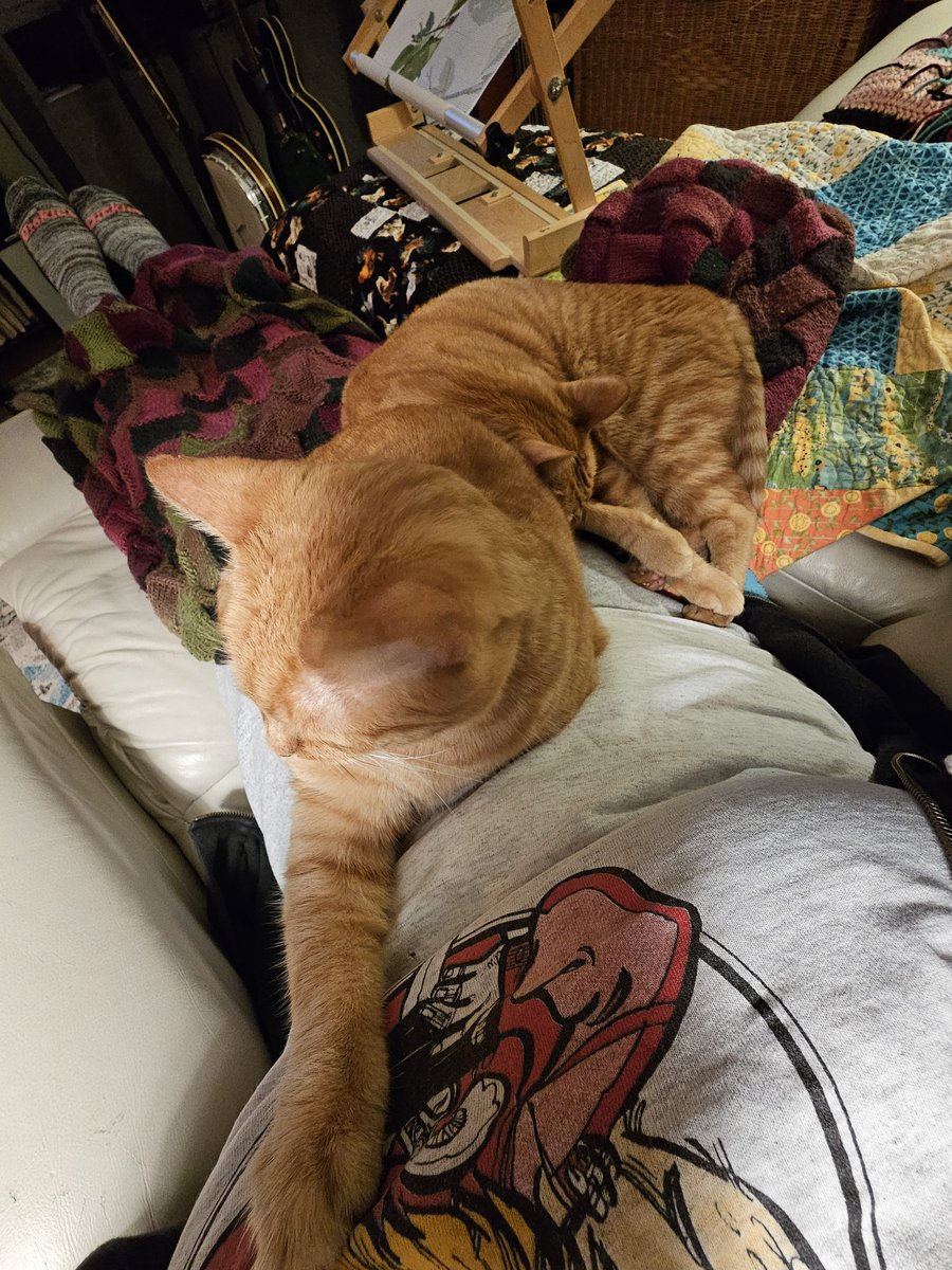 Orange puddle. This is Butterbean butt to Mangos head, on my lap. 😆😆😆