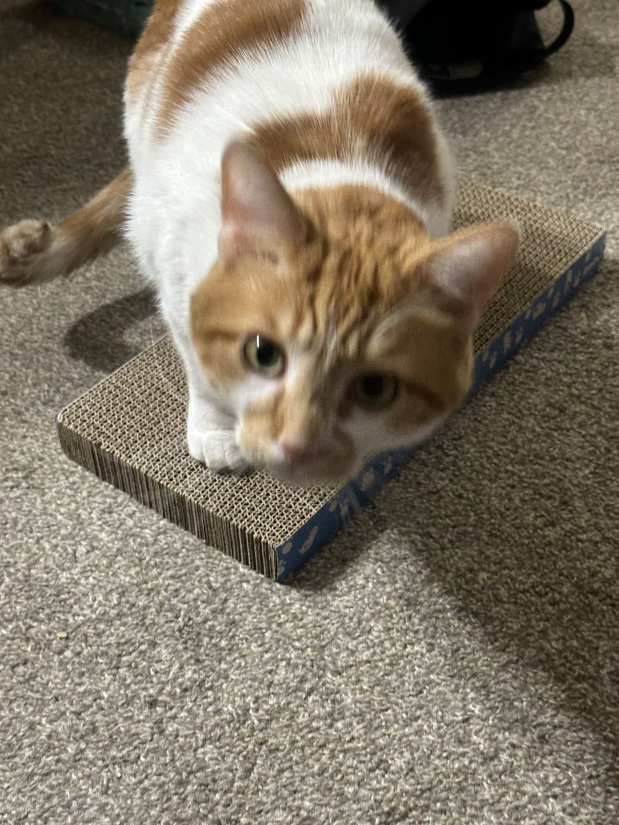 Pumpkin Sink Inspector tweet media