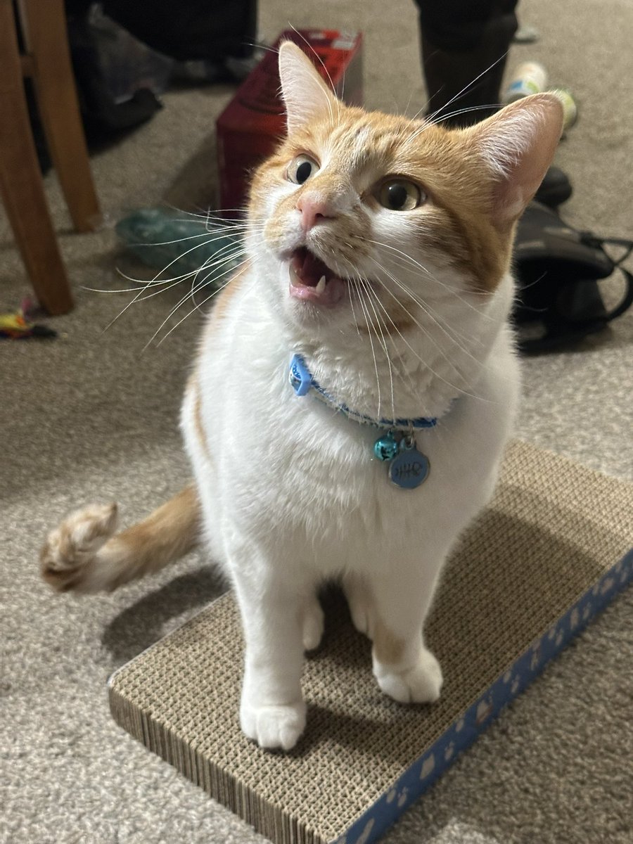 Pumpkin Sink Inspector tweet media