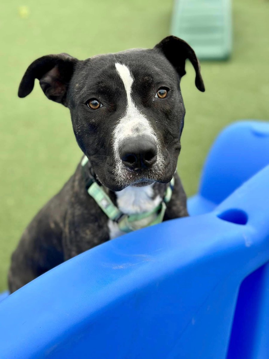 City Dogs Cleveland tweet media