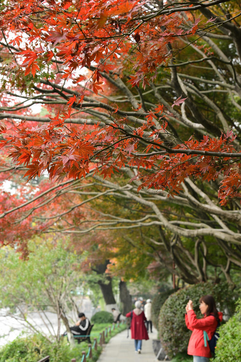 zhu_alice50849's tweet photo. ππThe vibrant red maple leaves of Jiuxi Smoke Trees in Hangzhou are lighting up the autumn scene, making it a top spot for fall foliage enthusiasts. Don't miss this colorful spectacle! #AutumnSplendor #JiuxiLeaves #HangzhouScenery https://t.co/eNx5uX5cyu