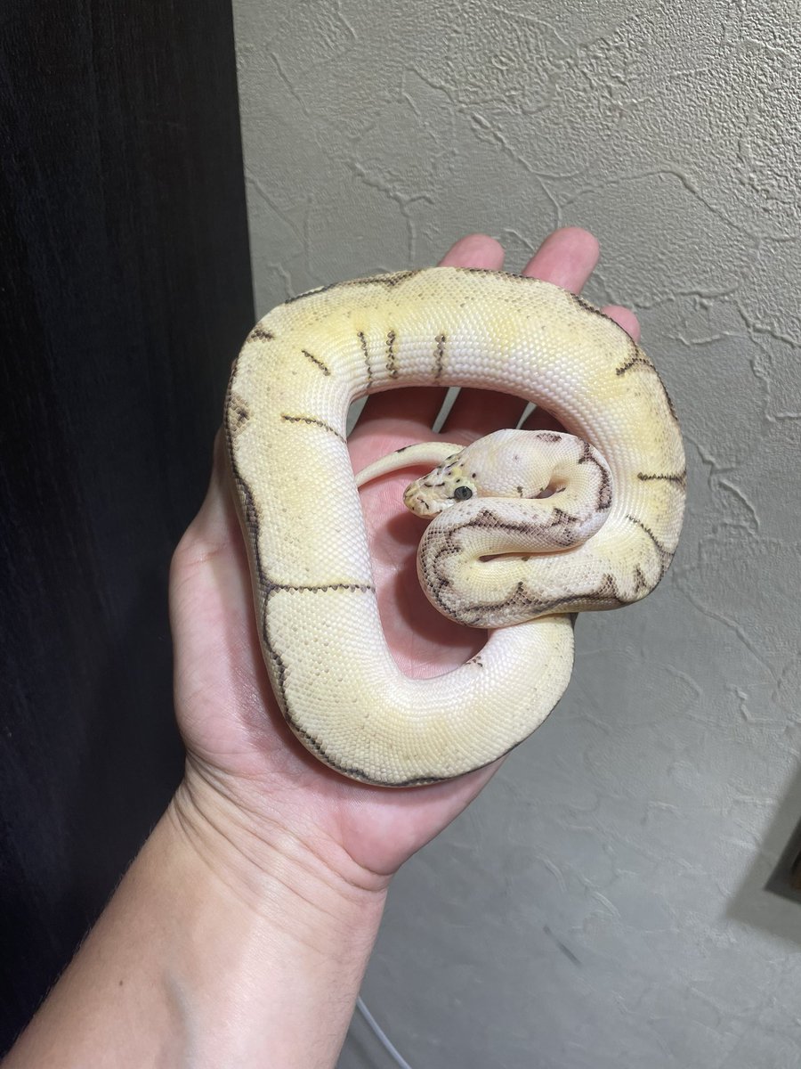 HIROHAR56366122's tweet image. ✨【RAMPAGE販売個体】✨
1.0 Pastel Spider Clown 50%hetVPI Axanthic
¥48,000-→イベント価格
✨各種クレジットカード、キャッシュレス決済OK✨
#RAMPAGE
#BreedersMarketRAMPAGE
#SUNRIZEBallPython