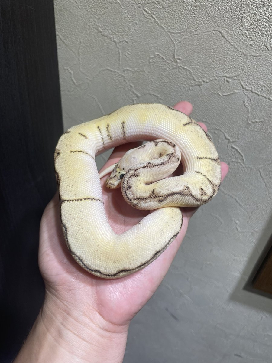 HIROHAR56366122's tweet image. ✨【RAMPAGE販売個体】✨
1.0 Pastel Spider Clown 50%hetVPI Axanthic
¥48,000-→イベント価格
✨各種クレジットカード、キャッシュレス決済OK✨
#RAMPAGE
#BreedersMarketRAMPAGE
#SUNRIZEBallPython