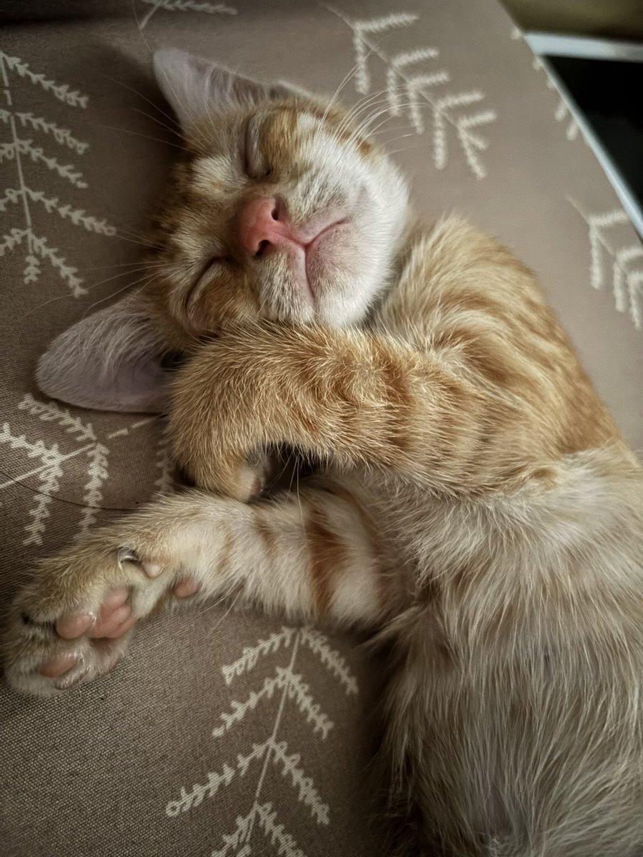 peachyclassy's tweet photo. 😭😭😭 semalem kerja gabisa keep dia didalem rumah kos, pasti yg punya nnti marah
Dikeluarin di deket rak sepatu, malam sebelumnya gitu tp dia gapergi tiduran disitu, sekarang pulang kerja gak ada😭😭 https://t.co/xreLCz6Hpj