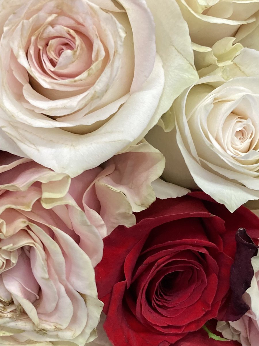 LindaWegner1's tweet photo. “God gave us memory so that we might have #roses🌹🌹🌹in #December🧣.”-James Matthew Barrie😌#RoseWednesday #Flowers #FlowersOnX #FlowerPhotography #rosesinbloom #rose #FlowersOfX https://t.co/nlwT2YgdES