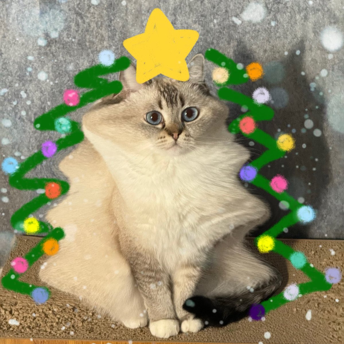 我家有自己的圣诞树