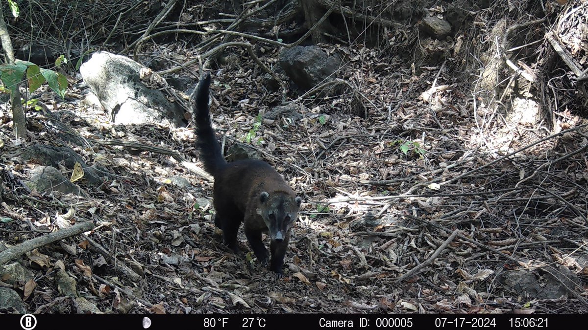 CDHGYE's tweet photo. ⚠️#AnimalesEnPeligro la fauna silvestre que habita en el #BosqueSeco de #BajadaDeChanduy están sufriendo afectaciones a sus formas de vida. La Construcción de la Cárcel afecta el equilibrio biológico y ponen en riesgo la existencia de algunas especies. https://t.co/NxkNvQTkFg