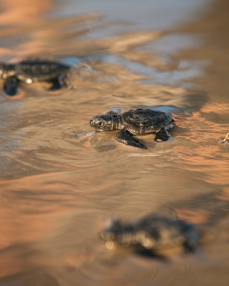 Celebrating Corpus Christi's wildlife a little extra today! 🌎🎉 Happy World Wildlife Conservation Day

How can you help?
🏝️ Support conservation programs <a href="/PadreIslandNPS/">Padre Island N.S.</a>, <a href="/TXStateAquarium/">Texas State Aquarium</a> &amp; Texas Oyster Ranch 
🐾 Respect wildlife spaces
♻️ Participate in cleanups
