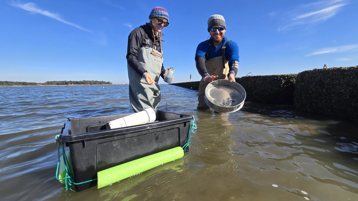 disealab's tweet photo. In the field today with Dr. Ronnie Baker's Lab. The team collected infauna samples. Infauna are the animals that live in the sediment. They also sampled bivalve populations on the breakwater. 

#DISLresearch #InTheField #DiscoverDISL https://t.co/nBWoVk2kpe