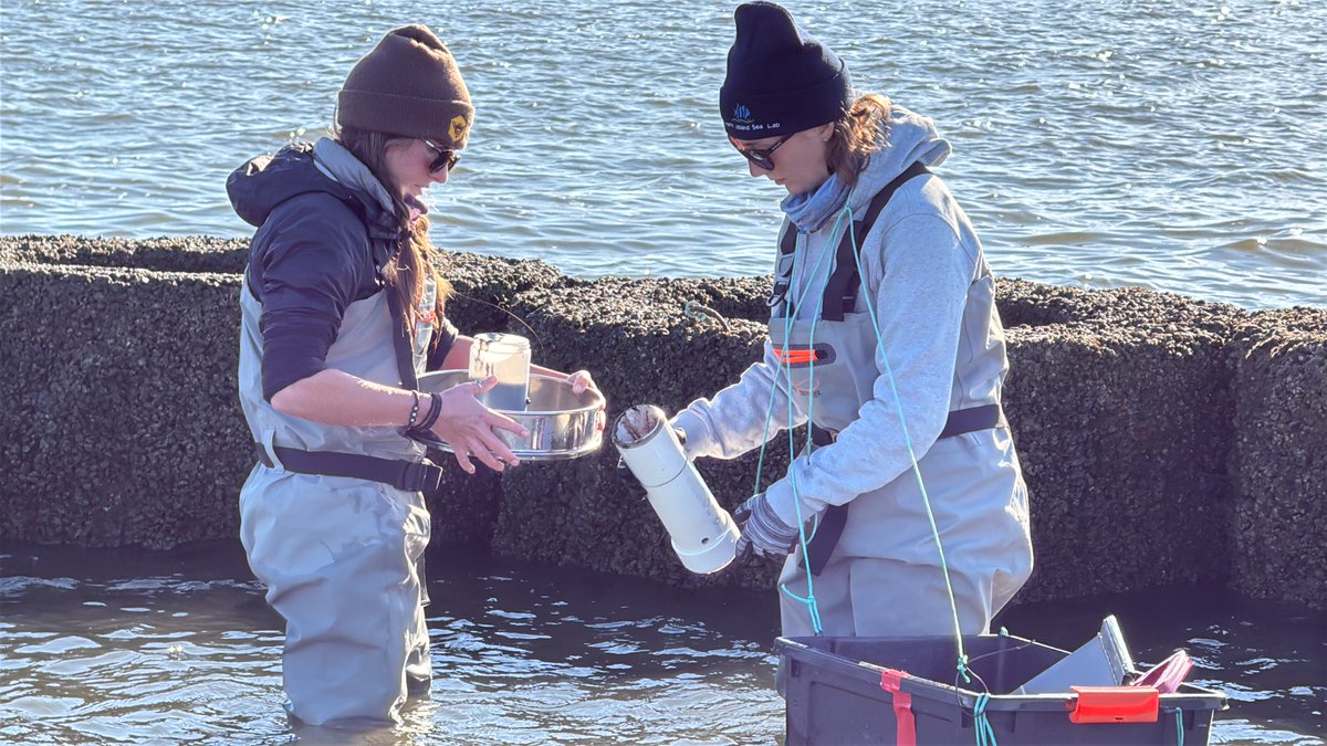 disealab's tweet photo. In the field today with Dr. Ronnie Baker's Lab. The team collected infauna samples. Infauna are the animals that live in the sediment. They also sampled bivalve populations on the breakwater. 

#DISLresearch #InTheField #DiscoverDISL https://t.co/nBWoVk2kpe