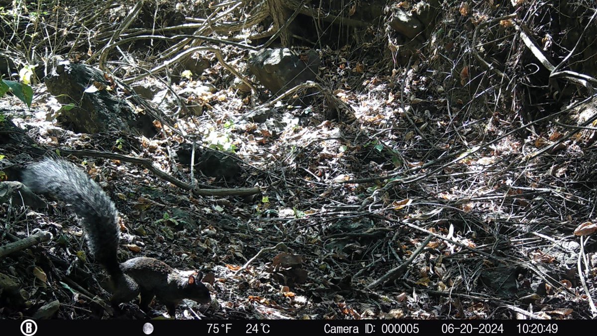 DDHH_Alianza's tweet photo. ⚠️#AnimalesEnPeligro la fauna silvestre que habita en el #BosqueSeco de #BajadaDeChanduy están sufriendo afectaciones a sus formas de vida. La Construcción de la Cárcel afecta el equilibrio biológico y ponen en riesgo la existencia de algunas especies. https://t.co/NerTfKPmcX