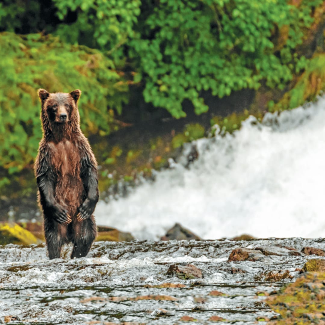 SkyeTAdventures's tweet image. There’s a real reason Alaska is known as the  “Last Frontier.” Contact us today fro more details! 6613428297

Photo by Ralph Lee Hopkins
#NationalGeographicExpedition #LindbladExpeditions #WhereIExplore  #Alaska #ExploreMore #Travel #TravelAdvisor #Expedition  #Wildlife