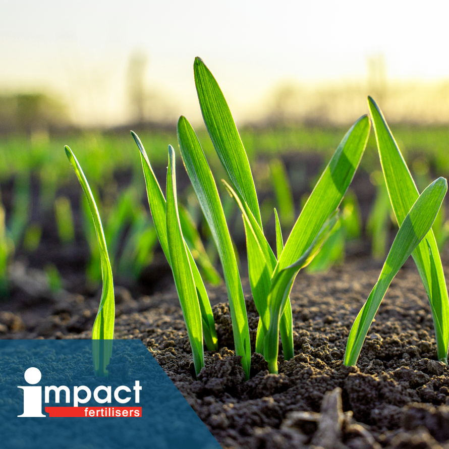 impactfert's tweet photo. Today, we proudly celebrate World Soil Day, emphasising the vital role of healthy soils in sustainable agriculture and food security. We are committed to helping Australian farmers maintain productive soils, by providing essential nutrients to the crops feeding our communities. https://t.co/a1Ijrxcdmc
