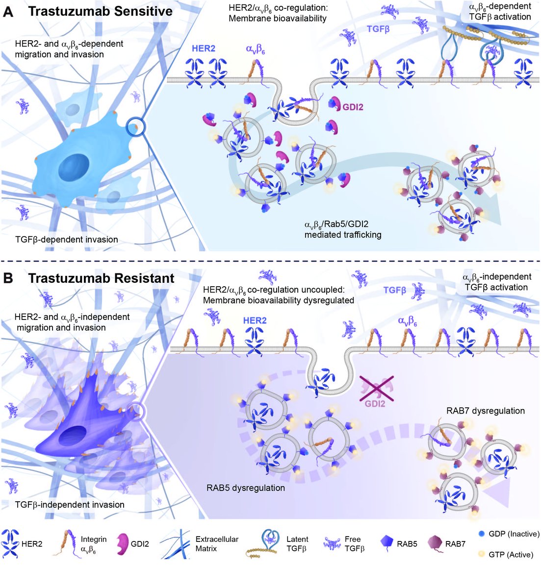 Horacio Maldonado (@hjmald) on Twitter photo Excited to share that our latest paper on the crosstalk between integrin αVβ6 and HER2 in HER2+ breast cancer is OUT!
<a href="/M_MorganLab/">Mark Morgan's Lab</a> <a href="/LivUniCancer/">Molecular & Clinical Cancer Medicine (MCCM)</a> <a href="/ScienceAdvances/">Science Advances</a> <a href="/LivUniISMIB/">Inst of Systems, Molecular & Integrative Biology</a> #BreastCancer #Trastuzumab
science.org/doi/10.1126/sc… Excited to share that our latest paper on the crosstalk between integrin αVβ6 and HER2 in HER2+ breast cancer is OUT!
<a href="/M_MorganLab/">Mark Morgan's Lab</a> <a href="/LivUniCancer/">Molecular & Clinical Cancer Medicine (MCCM)</a> <a href="/ScienceAdvances/">Science Advances</a> <a href="/LivUniISMIB/">Inst of Systems, Molecular & Integrative Biology</a> #BreastCancer #Trastuzumab
science.org/doi/10.1126/sc…