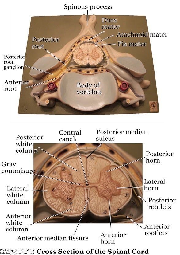 Smart1Doctor1's tweet image. Transverse section of the spinal cord 🧠🔬.

#spinalcord #anatomy #neuroscience #medicaleducation #healthawareness #physiology #healthtips #neuroanatomy #medicalresearch #wellness