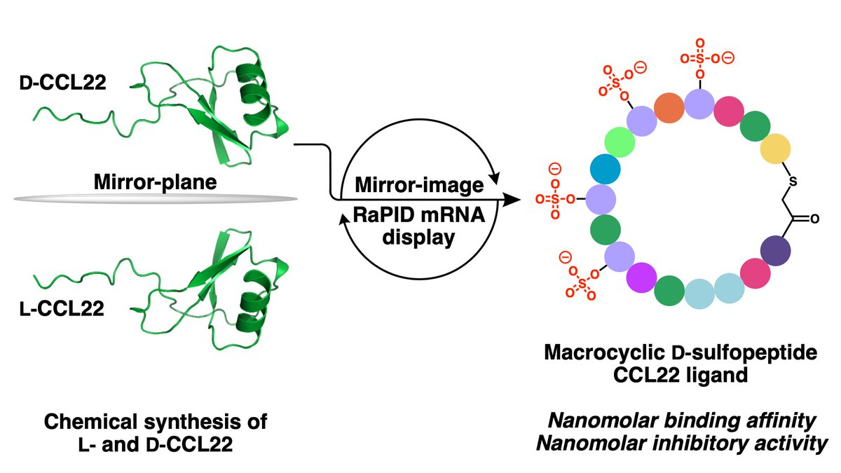 Excited to share our work on mirror-image reprogrammed mRNA display, out now in <a href="/J_A_C_S/">J. Am. Chem. Soc.</a>! We discovered a cyclic D-peptide ligand of CCL22 with nanomolar inhibition - by going through the looking glass, we ended up in D-wonderland 🪞✨ <a href="/ARC_CIPPS/">CIPPS</a> 
doi.org/10.1021/jacs.4…