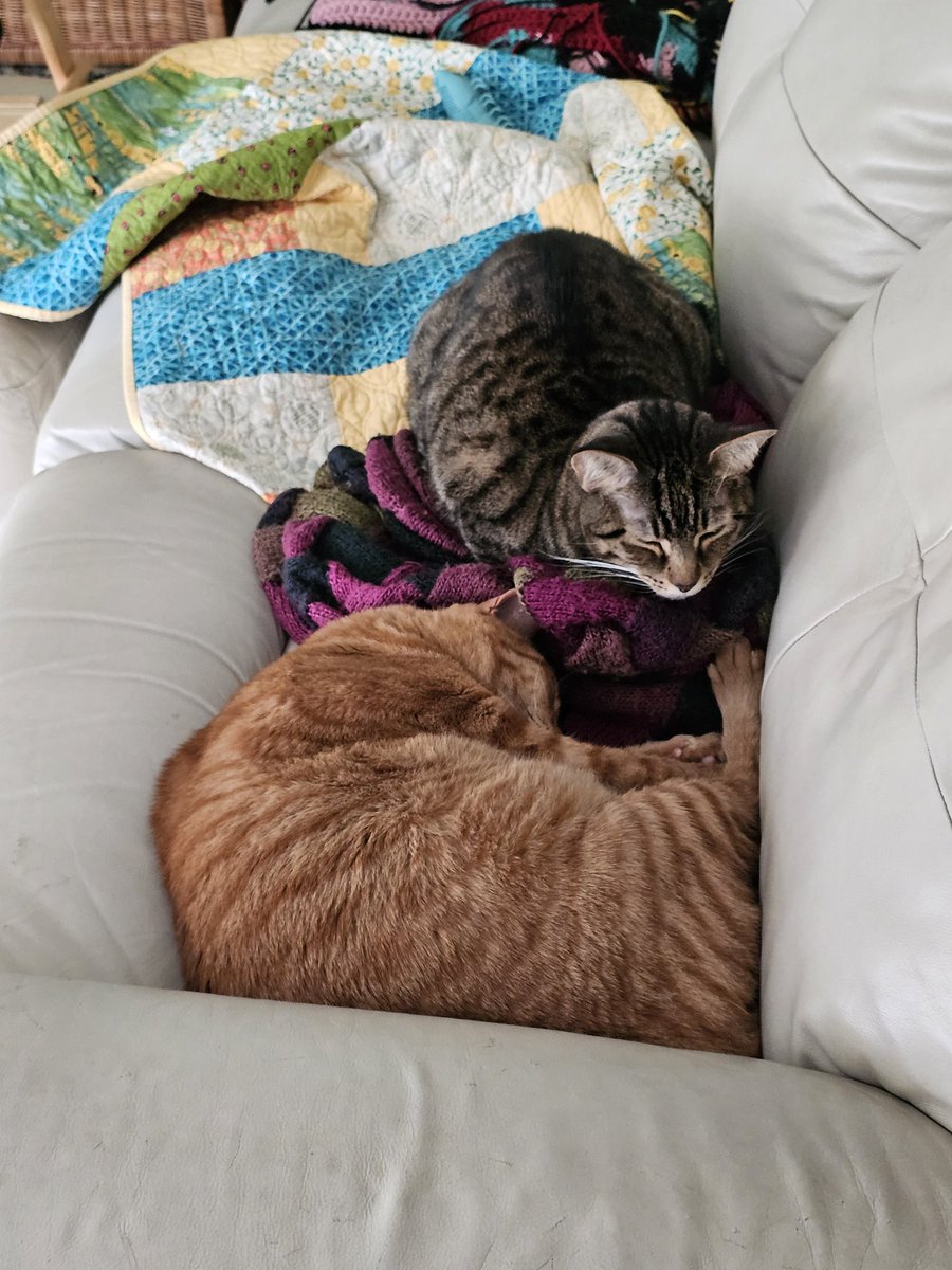 Somebody's are in my seat! 🤣🤣🤣
Mango and LuvBug