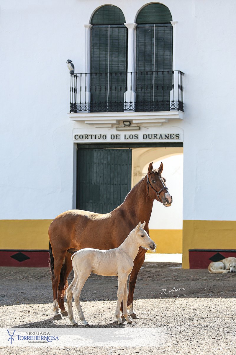 YegTorrehermosa's tweet image. "El estímulo de una madre puede elevar a su hijo a grandes alturas".
En la imagen 'Canela Yet', hija de 'Norte de Lovera', junto a su potrito en Cortijo de los Duranes. @ramonazanon