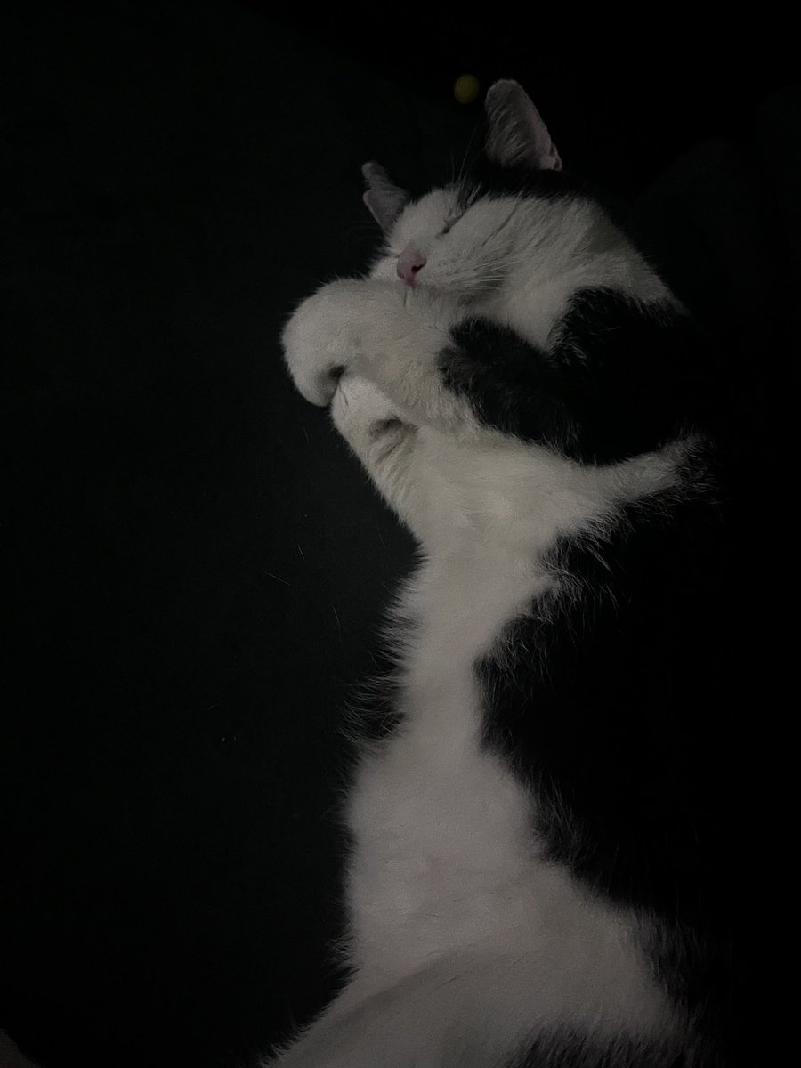 Catcuervo2's tweet photo. I could take pictures of him 24/7. I hope this feeling never stops ❤️ https://t.co/4NdUZpLZYt