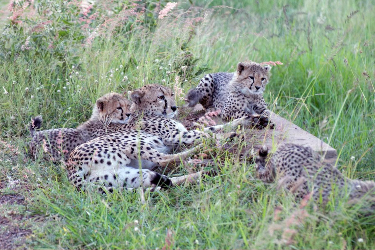 Focused On Nature wishes you a happy International Cheetah Day!
