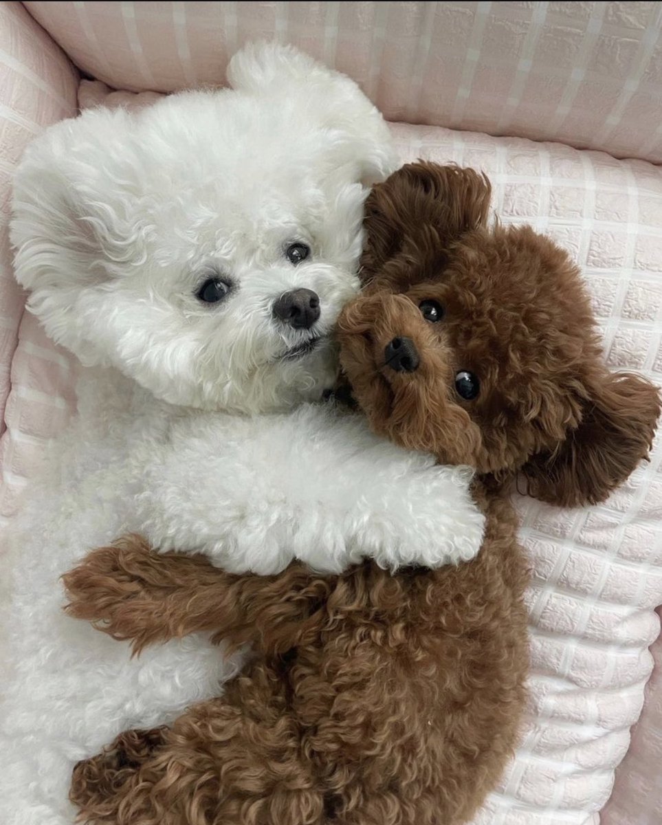 We Love Animals (@petswebsite) on Twitter photo 