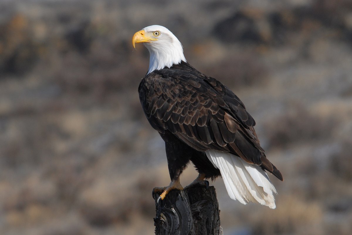 U.S. Fish and Wildlife Service tweet media