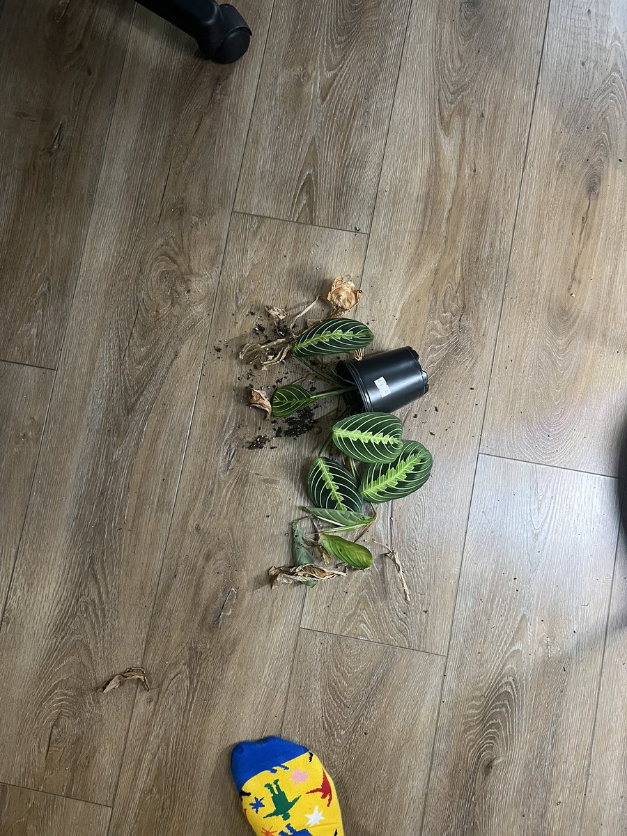 I can't say I didn’t see that coming! 😂

1. Morning before heading to work.
2. Found when I got home!

Luisa has been obsessed with plants lately.