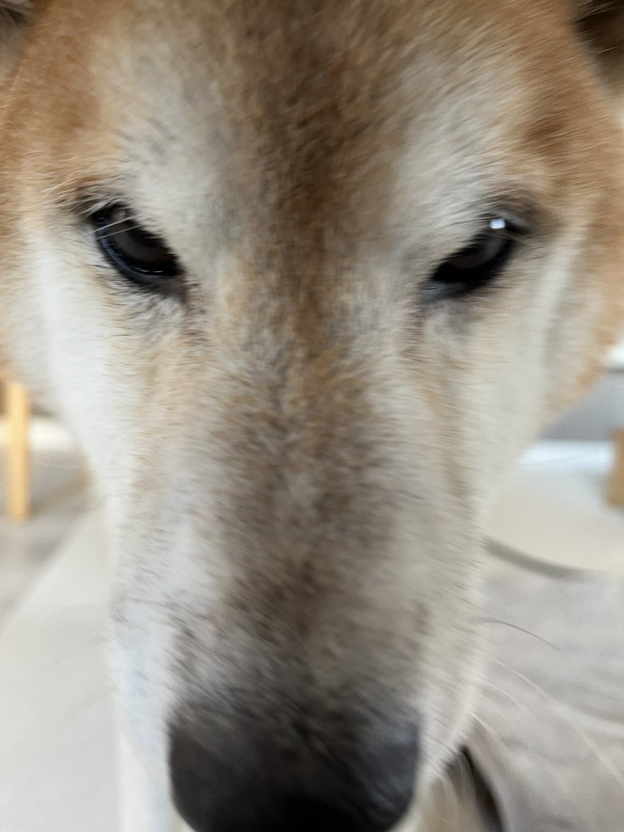 DogdiaryGeneral's tweet photo. 【シニア犬の毛色事情🐾】

犬はシニアになると、毛に含まれるメラニン色素が薄れ、毛がぼんやり白っぽくなるそうです✨
社長も高齢ですが、まだまだ毛色は健在！貫禄たっぷりですね🐕

#シニア犬 #犬の健康 #社長健在 https://t.co/iIx0TVc8w3
