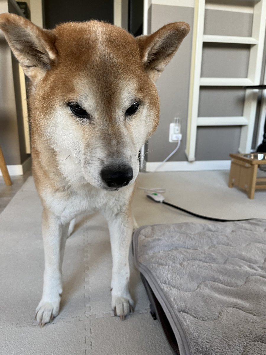 DogdiaryGeneral's tweet photo. 【シニア犬の毛色事情🐾】

犬はシニアになると、毛に含まれるメラニン色素が薄れ、毛がぼんやり白っぽくなるそうです✨
社長も高齢ですが、まだまだ毛色は健在！貫禄たっぷりですね🐕

#シニア犬 #犬の健康 #社長健在 https://t.co/iIx0TVc8w3
