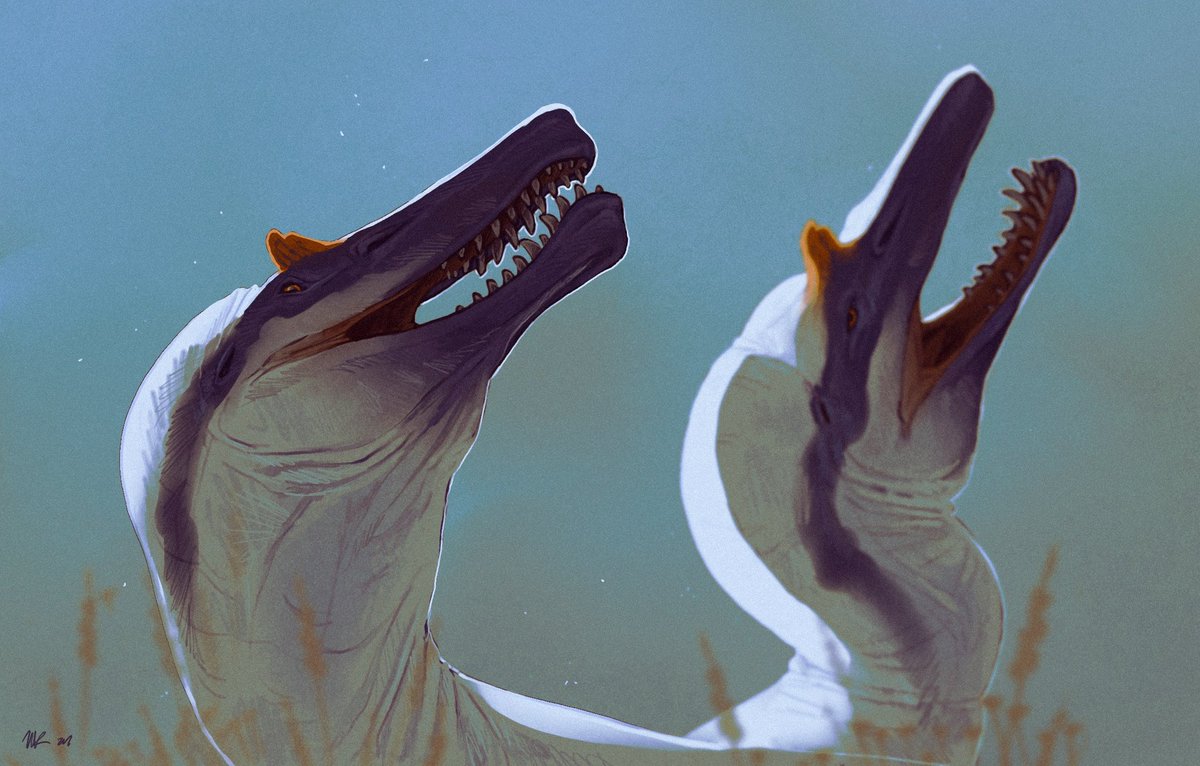 paleobug's tweet photo. Irritator https://t.co/AeuZE7iace
