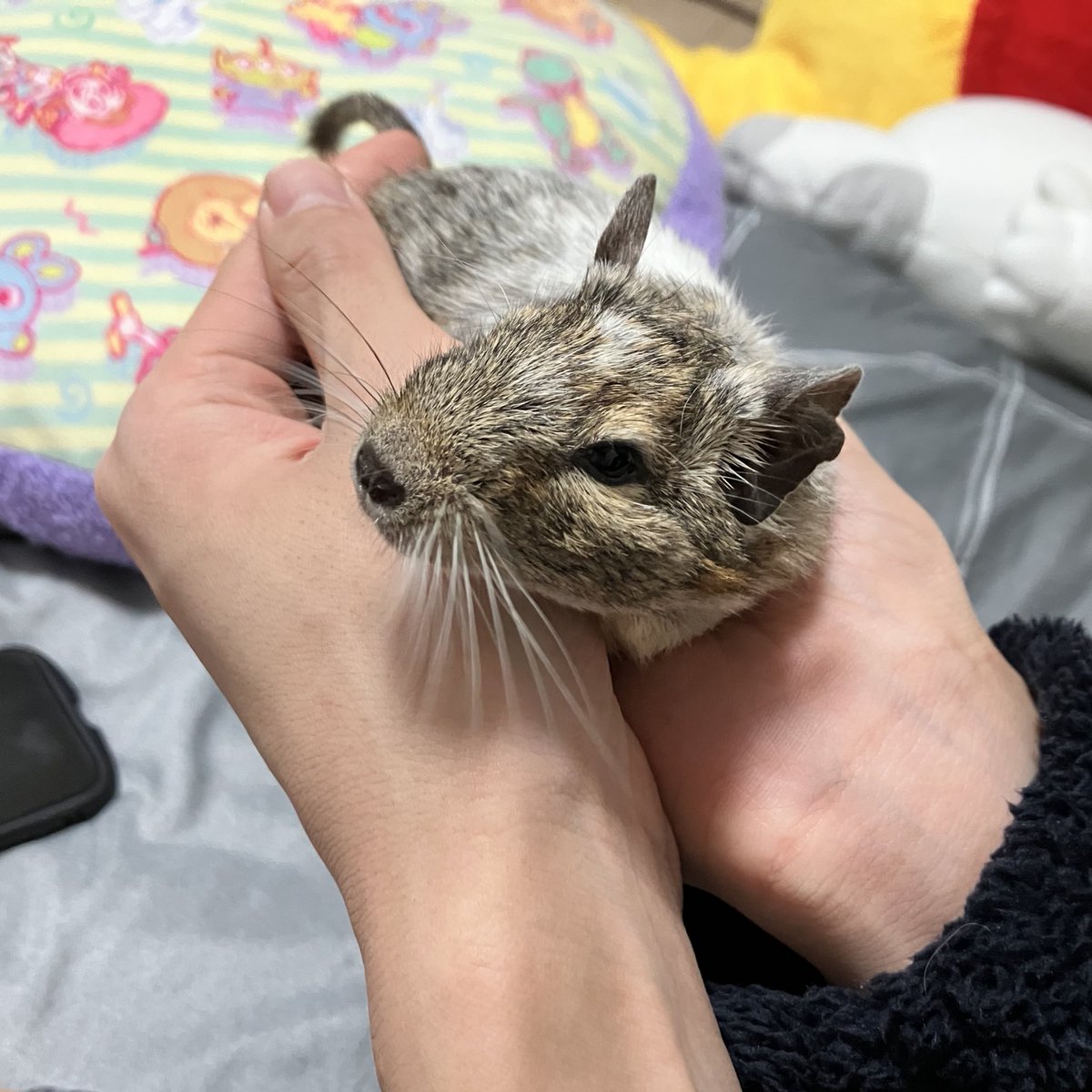 ash_hmtb's tweet photo. 最近手の上がお気に入りのちび https://t.co/cR4eJ9AcRu