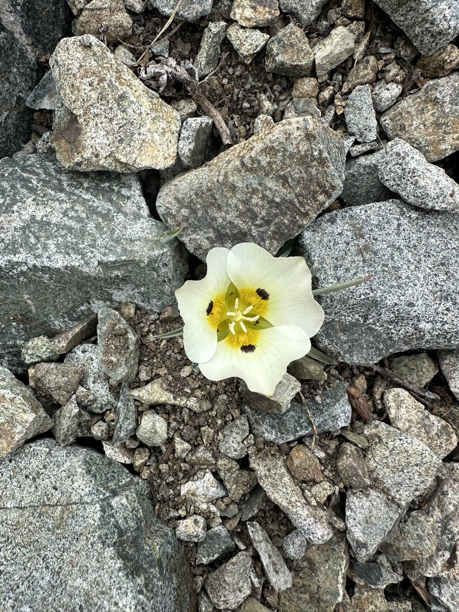 SeanCasserly's tweet image. Grouse Mountain Fire Lookout, Tahoe National Forest 
#summitswagger #peakbagger