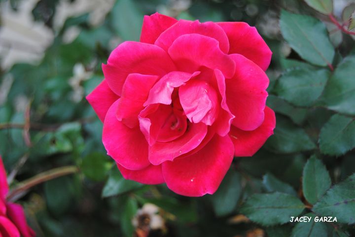 Art of the Day: "Rose Two". Buy at: ArtPal.com/rogergarza2014…