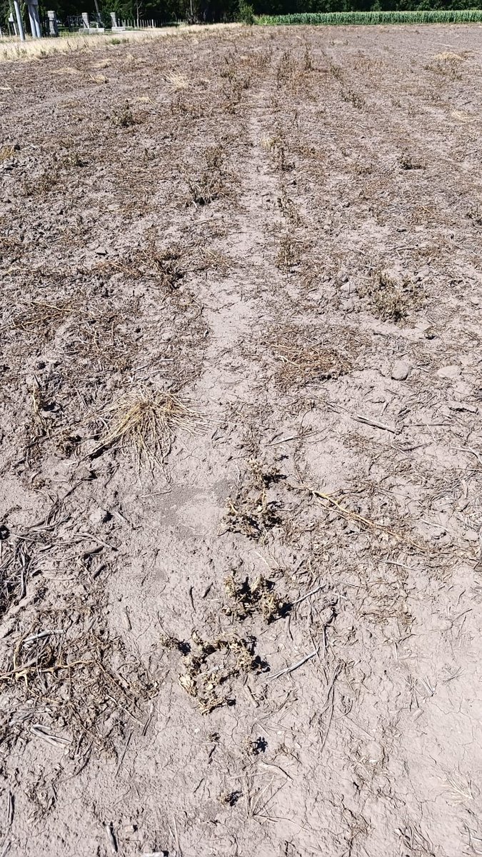 Manchón yuyo colorado que se le escapó al paso de la reja en lote periurbano. Sin 2,4-D (obviamente) y lluvia a los 45 min DDA... La importancia de un buen coadyuvante.  control a estos tamaños? Calidad de aplicación y cond. ambientales, no se pudo tarjetear por alta humedad.