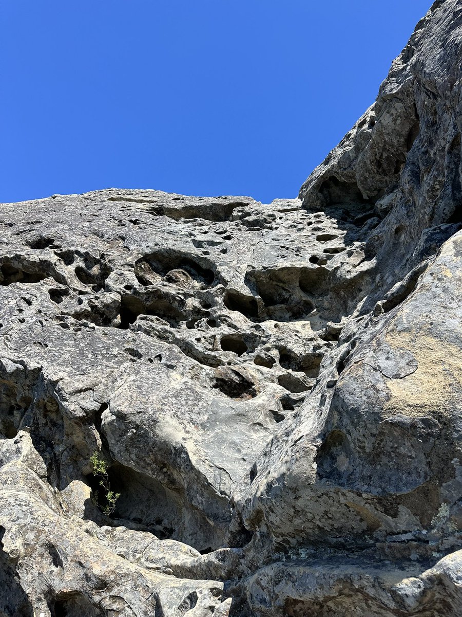 SeanCasserly's tweet image. Goat Rock, Castle Rock State Park
Swiss Cheese 5.4 free solo 
#summitswagger #peakbagger