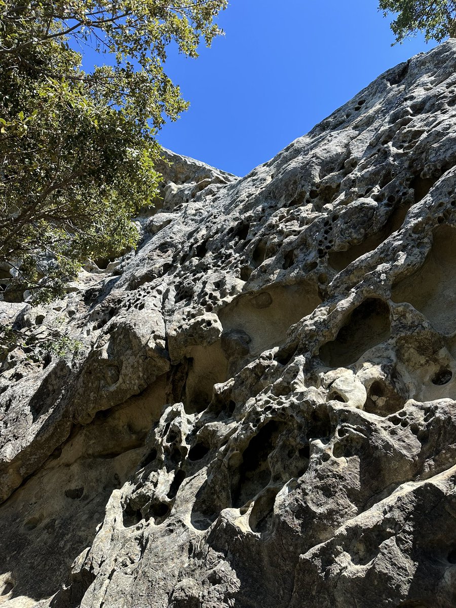 SeanCasserly's tweet image. Goat Rock, Castle Rock State Park
Swiss Cheese 5.4 free solo 
#summitswagger #peakbagger