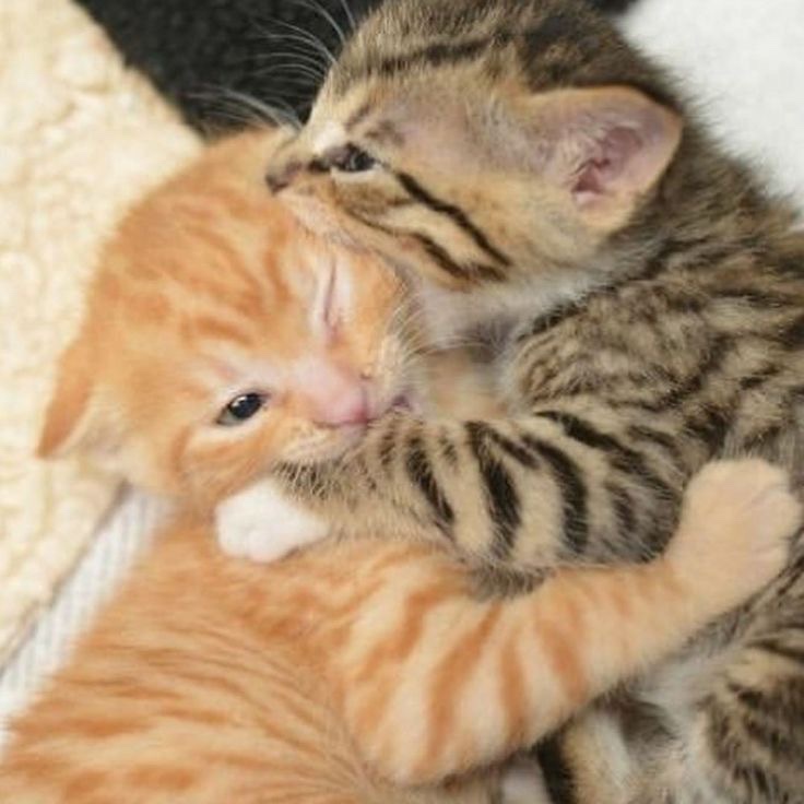 Kitty archives ♡ (@puppierz) on Twitter photo 