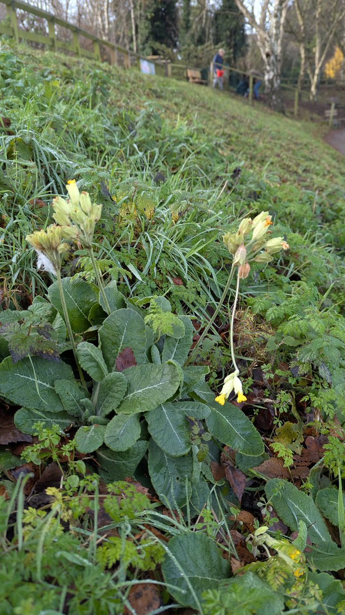 Cowslips flowering 
#december #🤔 #ulleycountrypark