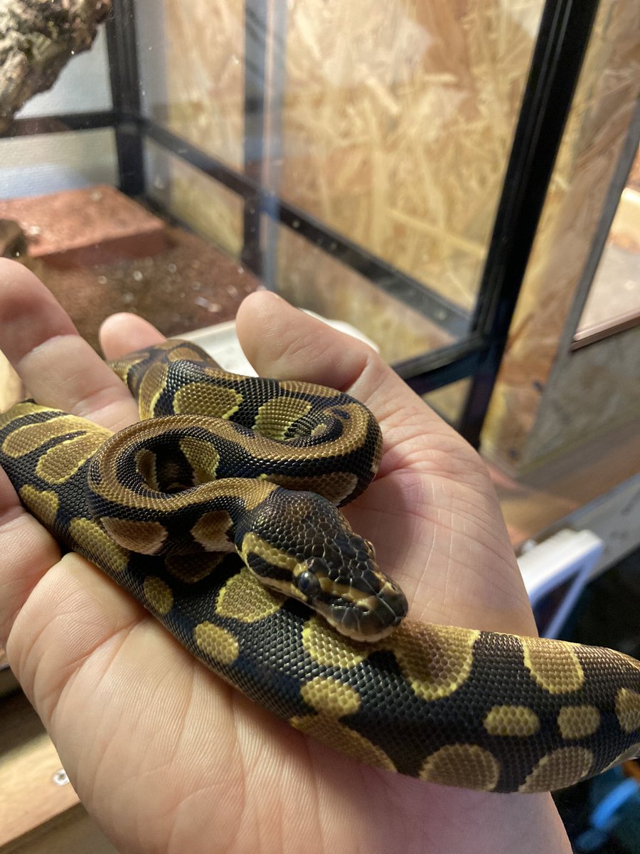 zuyu_zuyu_'s tweet image. 夢いっぱいのかわいらしい子をお迎えさせていただきました！！

早く相方を見つけてあげなくてわ(　ﾟдﾟ)

DH Pied/Lavender

#ボールパイソン

@USSI_OSAKA